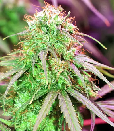 Zamaldelica (Ace Seeds) Cannabis-Samen