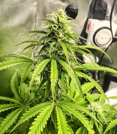 Acid Rain Autoflower feminisierte Samen (EGS)