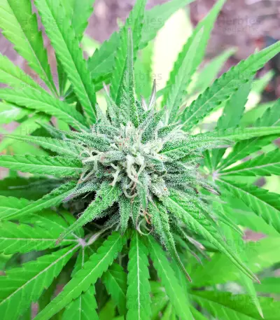 Auto White Widow CBD (Pyramid Seeds) Cannabis-Samen