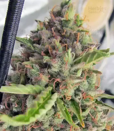 Big Bang Auto (GHS) Cannabis-Samen