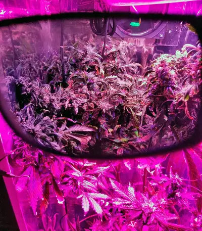 Big Bang Auto (GHS) Cannabis-Samen