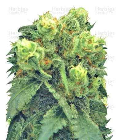 Big Bud (Nirvana Seeds) Cannabis-Samen
