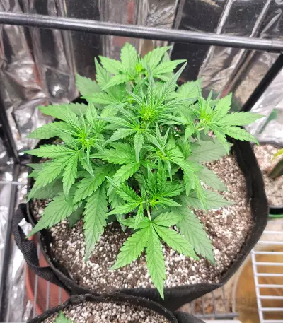 Bruce Banner feminisierte Samen (Seedstockers)