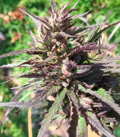 CBD Terra Italia (Female Seeds)