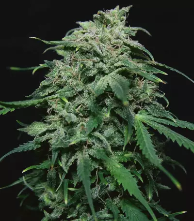 Chem-Bomb Auto (Humboldt Seeds Organization)