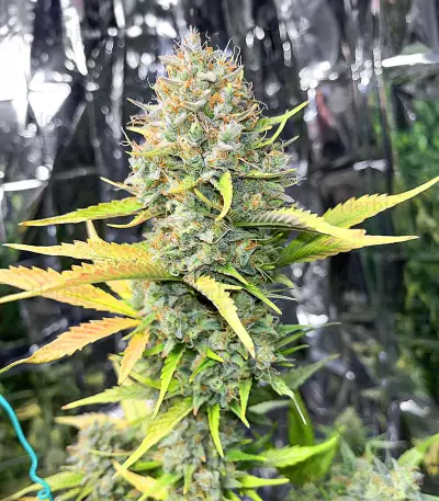 Dozy Sith feminisierte Samen (AlphaFem Seeds)