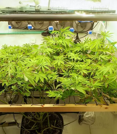 Ghost Train Haze feminisierte Samen (Seedkeepers)