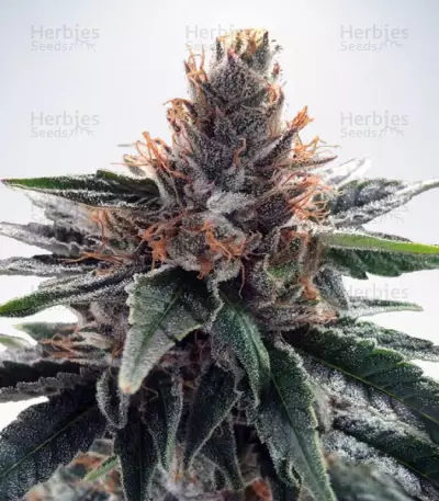 God's Glue (Ministry Of Cannabis) Cannabis-Samen