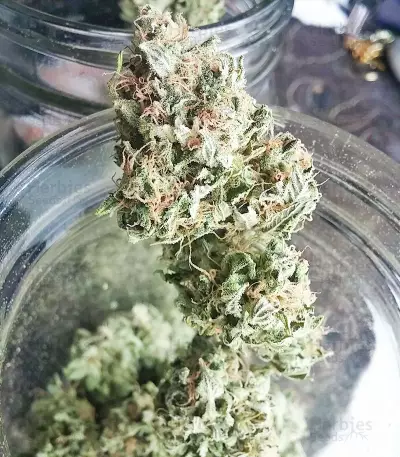 Kush Fromage (Medicann Seeds) Cannabis-Samen