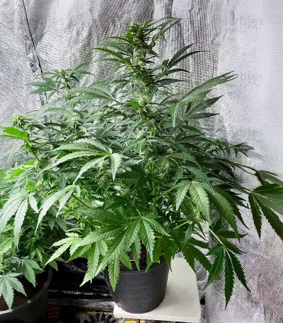 Lemon Haze Auto (Expert Seeds) Cannabis-Samen