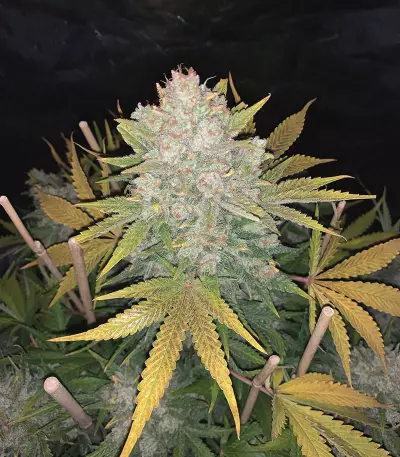 Original Auto OG Kush (Fast Buds) Cannabis-Samen