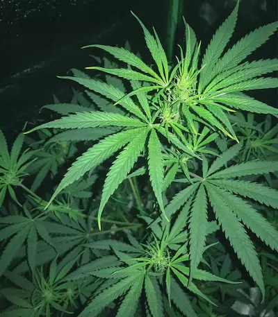 Russian Haze Auto (Flash Seeds) Cannabis-Samen