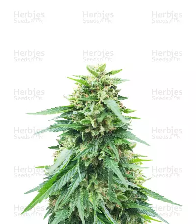 Somango XXL (Nirvana Seeds) Cannabis-Samen