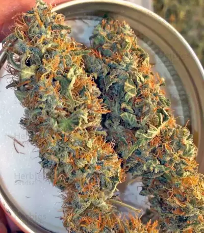 Arjan's Strawberry Haze (GHS) Cannabis-Samen
