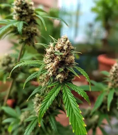 Auto Mimosa (00 Seeds)