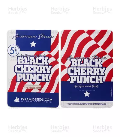 Black Cherry Punch feminisiertes Saatgut (Pyramid Seeds)