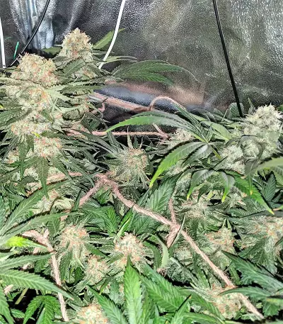 Blackberry Gum feminisierte Samen