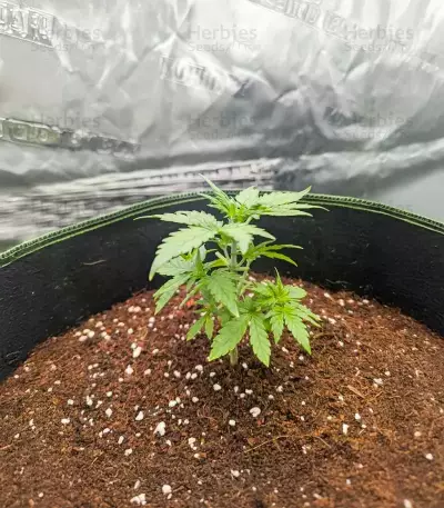 Candy Cane Mango Autoflower feminisierte Samen (Seedkeepers)