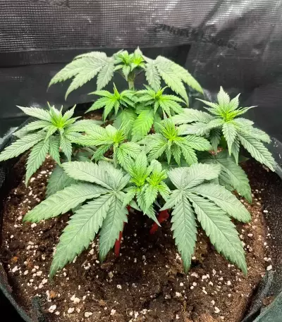 Cherry Poppers feminisierte Samen (Barney's Farm)