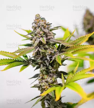 Cinderella 99 feminisierte Samen (Brothers Grimm Seeds)
