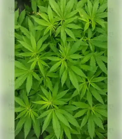 Gelato 44 (Tyson S) (Royal Queen Seeds)