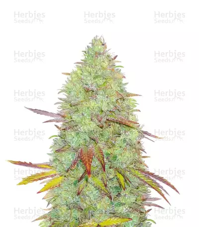 Indica Mix Samen feminisiert (Herbies Seeds)