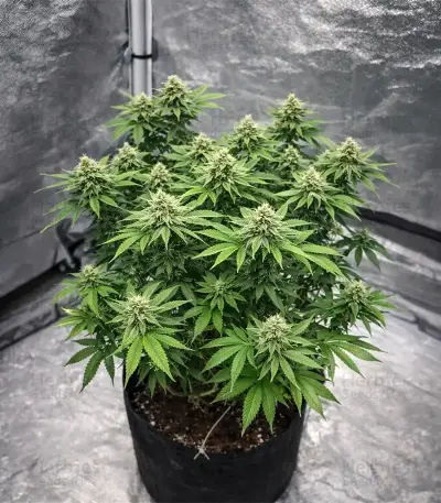Insane OG (Barney's Farm)