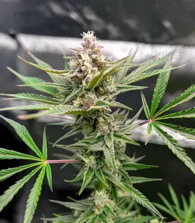 Lemon Cherry Gelato (Barney's Farm)