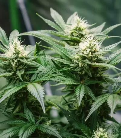 Mendocino Chanel Kush (Medical Seeds) Cannabis-Samen