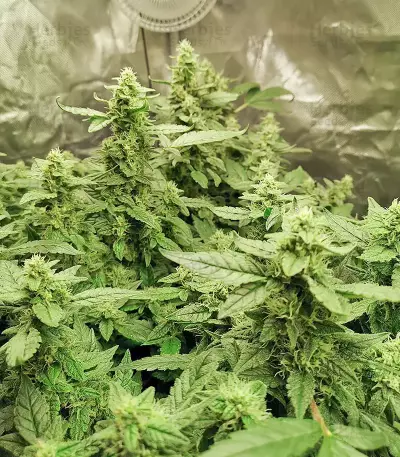Pineapple Gum (Blackskull Seeds) Cannabis-Samen