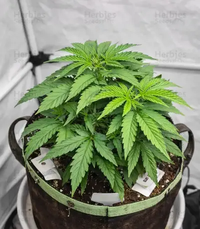 Rainbow Melon feminisierte Samen (Fast Buds)
