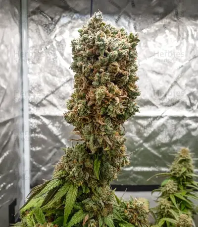 Rainbow Melon feminisierte Samen (Fast Buds)