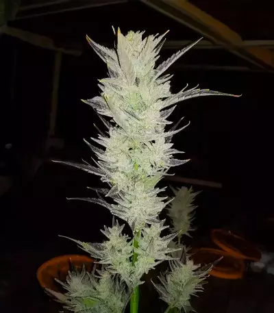 Skystomper 2.0 Auto feminisierte Samen (Mephisto Genetics)