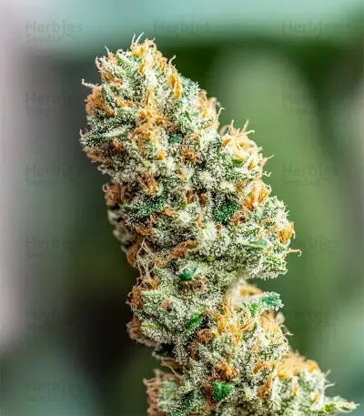 Strawberry AKeil (Serious Seeds) Cannabis-Samen