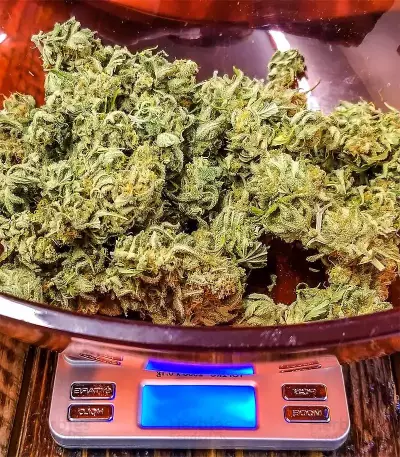 Super Critical Bud CBD (Garden Of Green) Cannabis-Samen