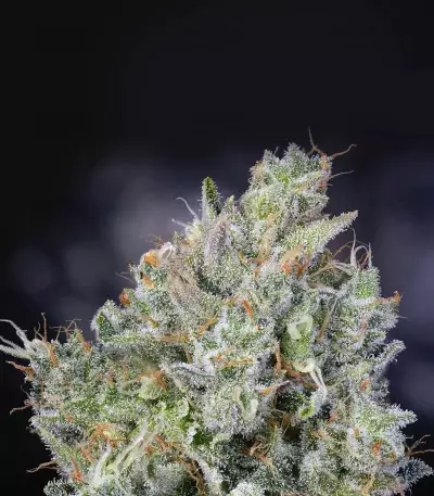THC Bomb (Bomb Seeds) Cannabis-Samen