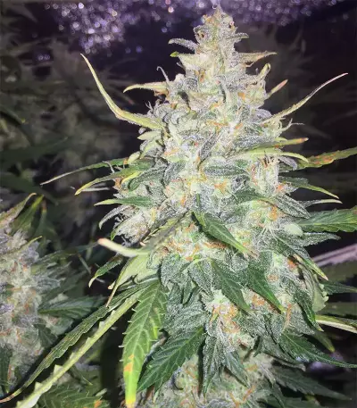 Trans Siberian Auto (Auto Seeds) Cannabis-Samen