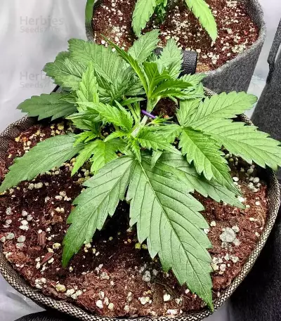 Vanilla Latte Autoflower feminisierte Samen (Humboldt Seed Company)
