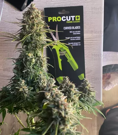 Super Silver Haze (GHS) Cannabis-Samen
