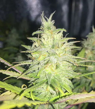 Unknown Kush Early Version (Delicious Seeds) Cannabis-Samen