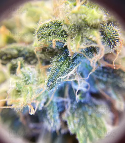 Zombie Death Fuck (BlimBurn Seeds) Cannabis-Samen