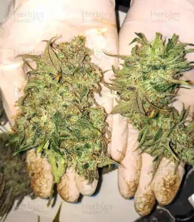 Tangerine Dream Auto (Barney's Farm) Cannabis-Samen