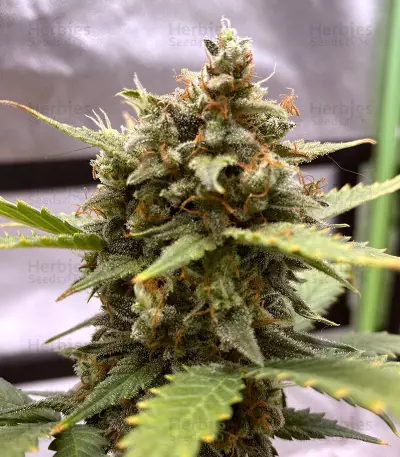 Original Auto Chemdawg (Fast Buds) Cannabis-Samen