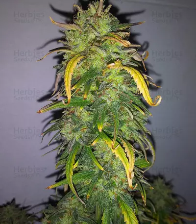 Original Auto AK (Fast Buds) Cannabis-Samen