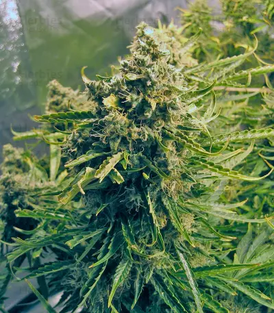 Think Different Auto (Dutch Passion) Cannabis-Samen