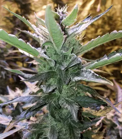 Mexican Airlines Auto (Fast Buds) Cannabis-Samen