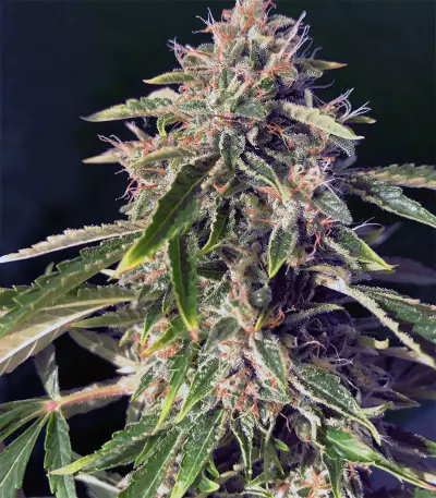 Alien Technology (Big Head Seeds) Cannabis-Samen