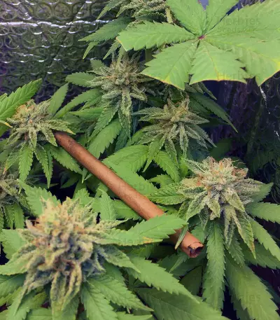 Auto Ghost OG (Original Sensible Seeds) Cannabis-Samen