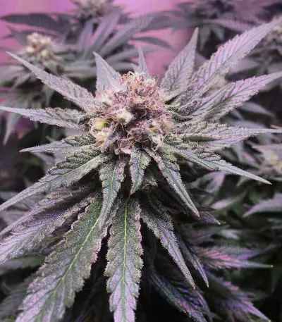 Big Bud XXL (Ministry Of Cannabis) Cannabis-Samen