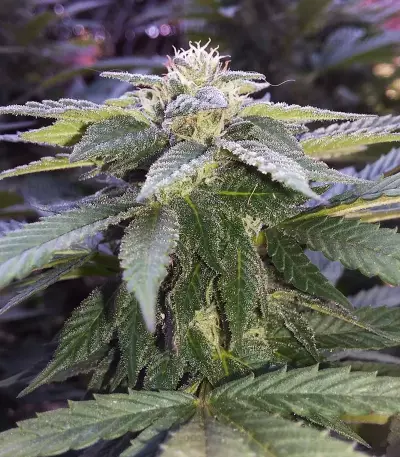 Cheese (Big Buddha Seeds) Cannabis-Samen